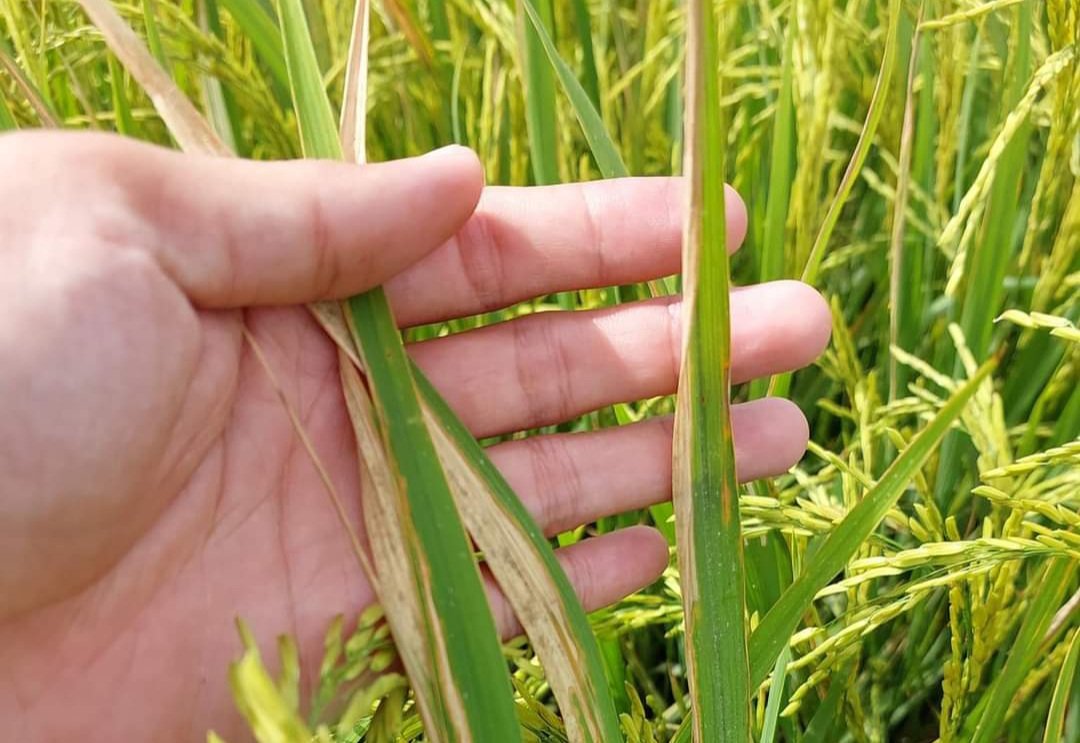 Ảnh bình luận
