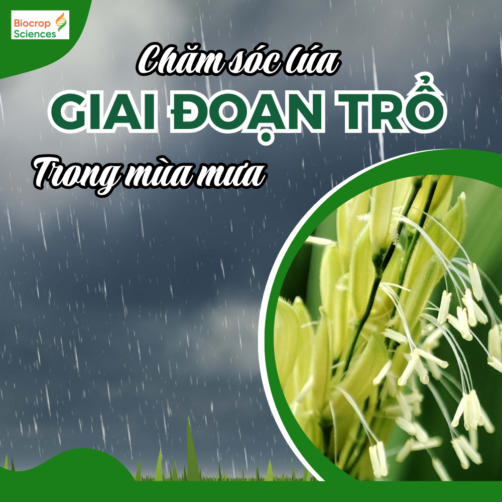 Chăm Sóc Lúa Giai Đoạn Trổ Trong Mùa Mưa