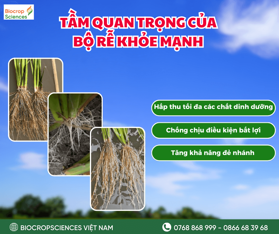 GIAI ĐOẠN ĐẺ NHÁNH CỦA CÂY LÚA