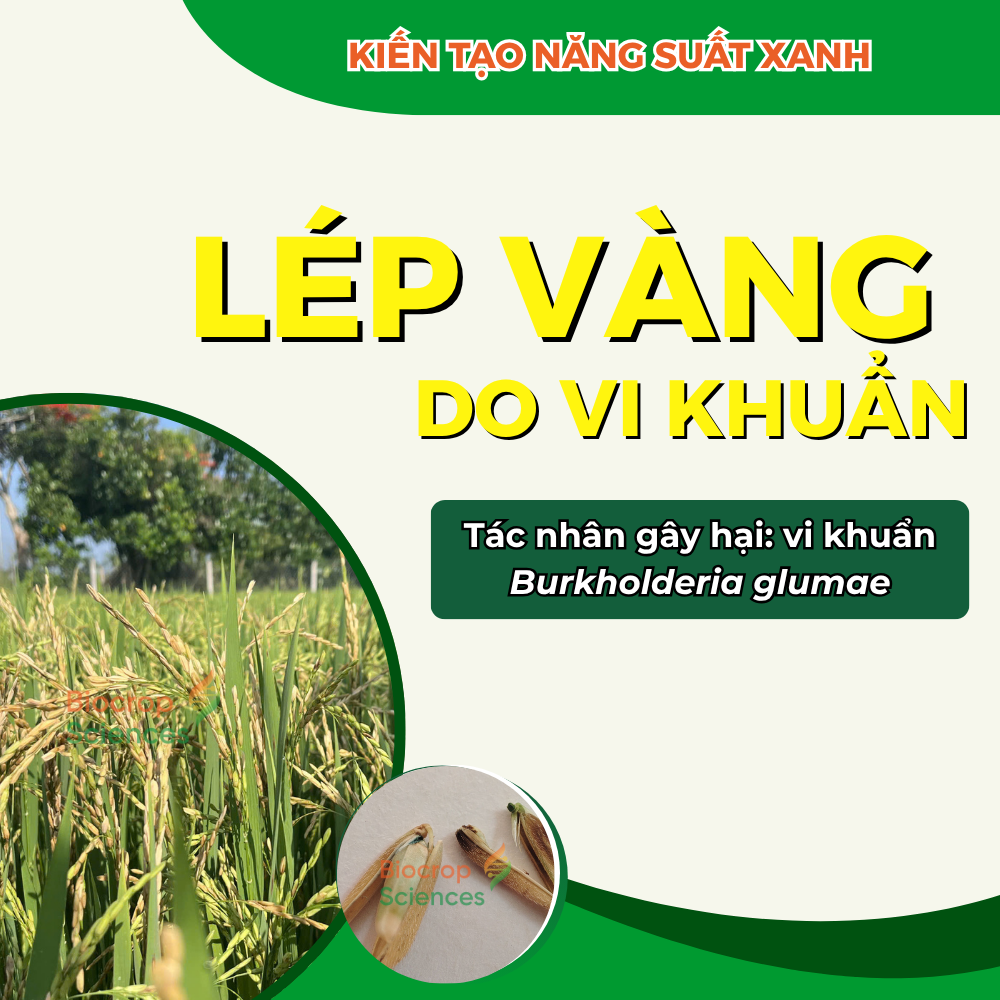 LÉP VÀNG DO VI KHUẨN
