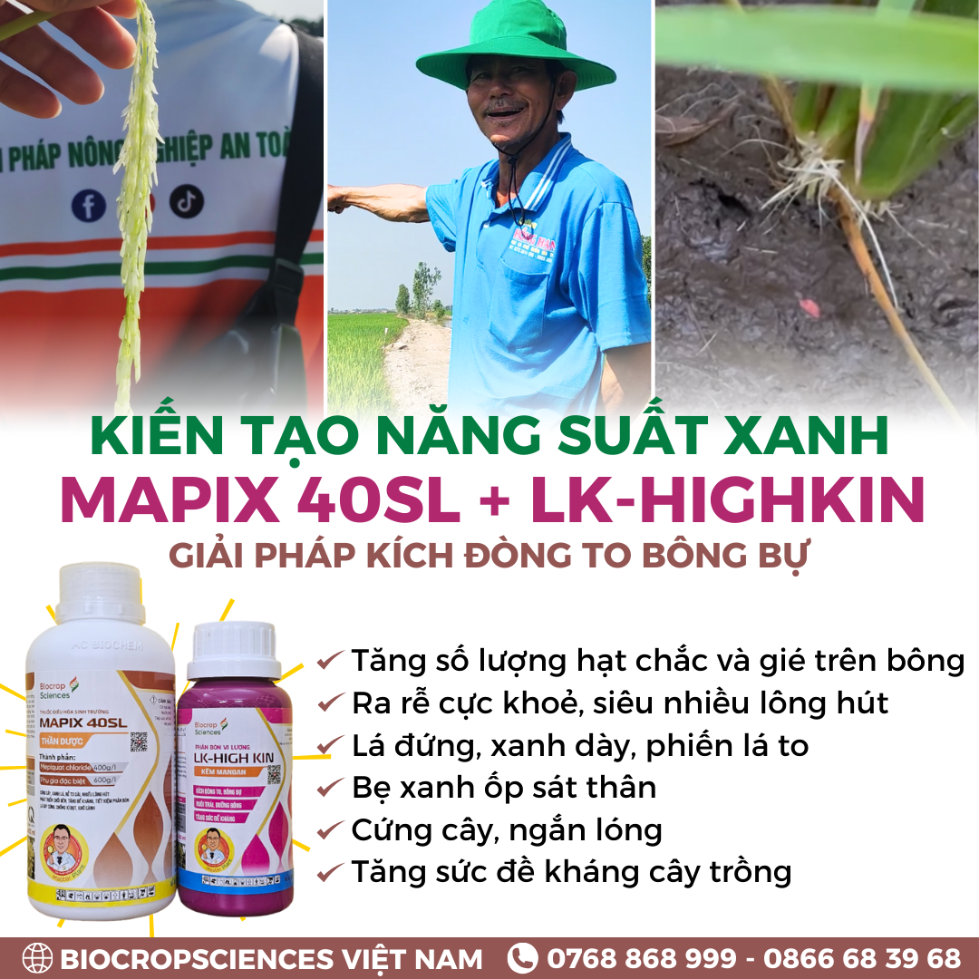 Giải pháp kiến tạo năng suất xanh Mapix 40SL và LK-HIGH KIN "Kích đòng to - bông bự"