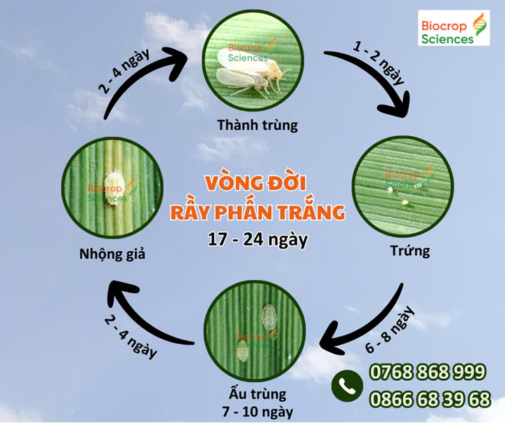 RẦY PHẤN TRẮNG – CÁCH NHẬN BIẾT VÀ GIẢI PHÁP PHÒNG TRỪ