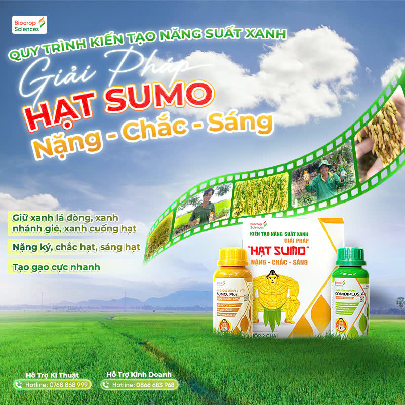 Giải pháp Hạt Sumo (Combiplus.A+Sumo. Plus)_Biocrop