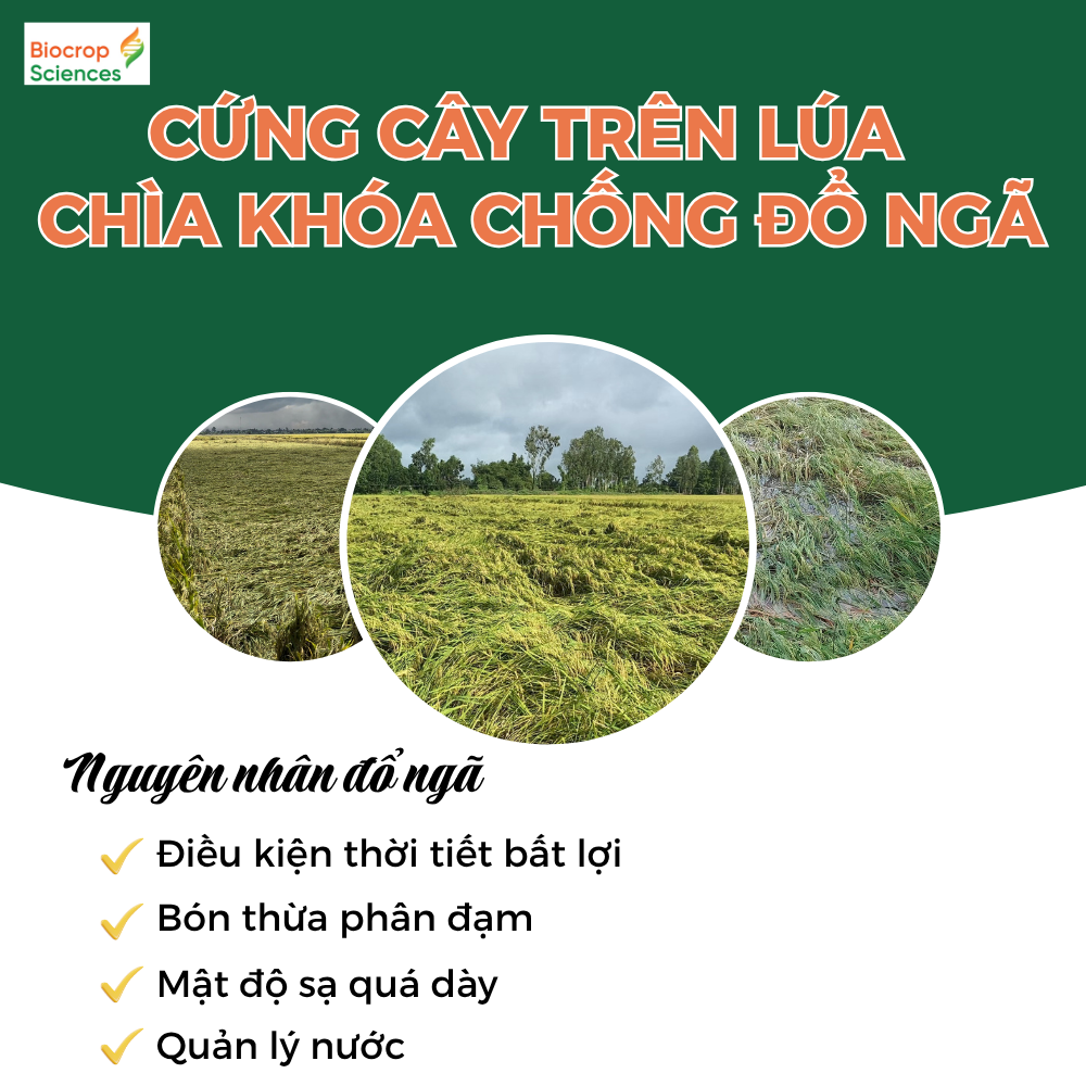 Cứng Cây Trên Lúa