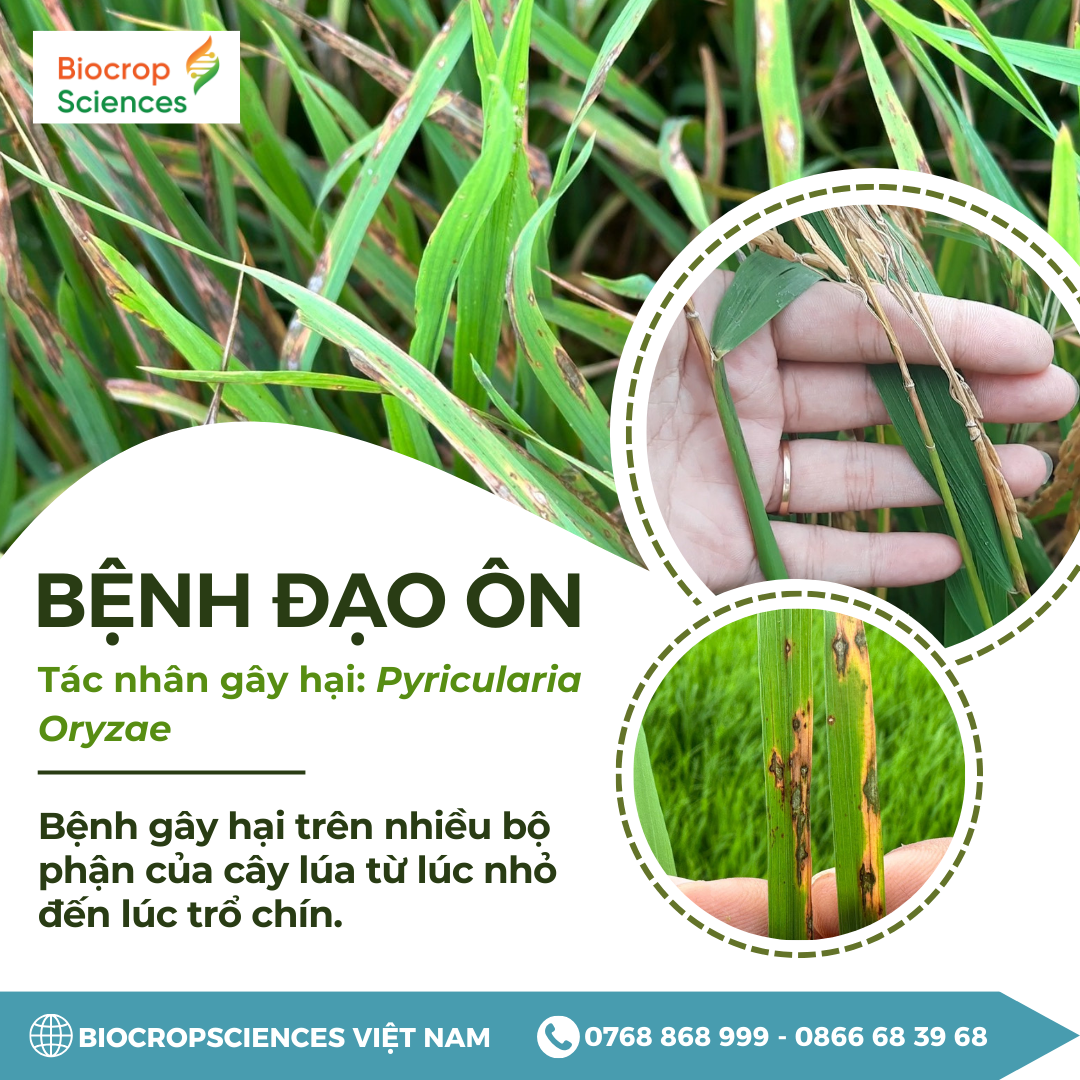 Giải pháp quản lý bệnh đạo ôn, vi khuẩn: Fullcide 50SC + Bacla 50SC