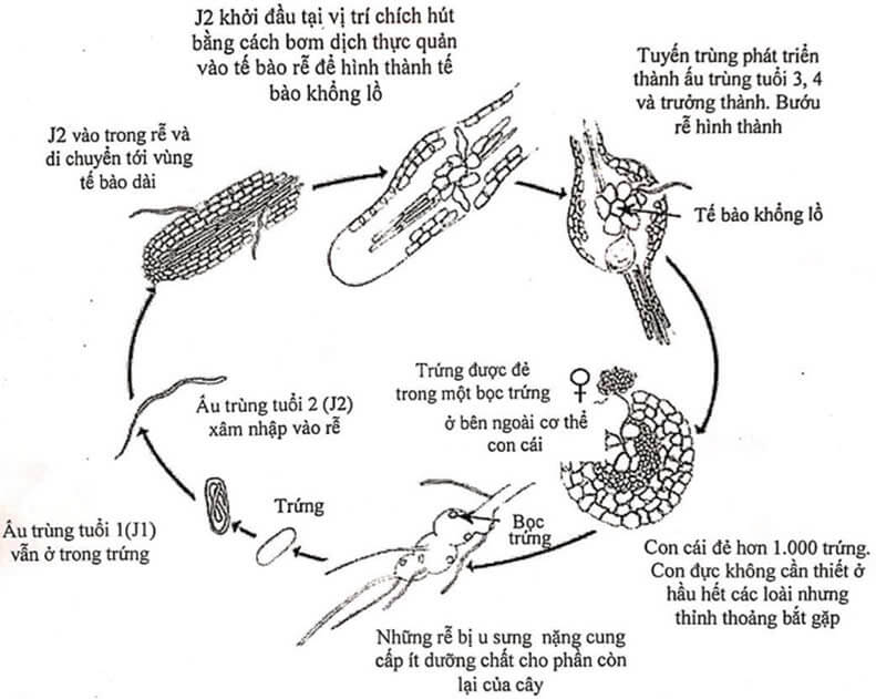 TUYẾN TRÙNG
