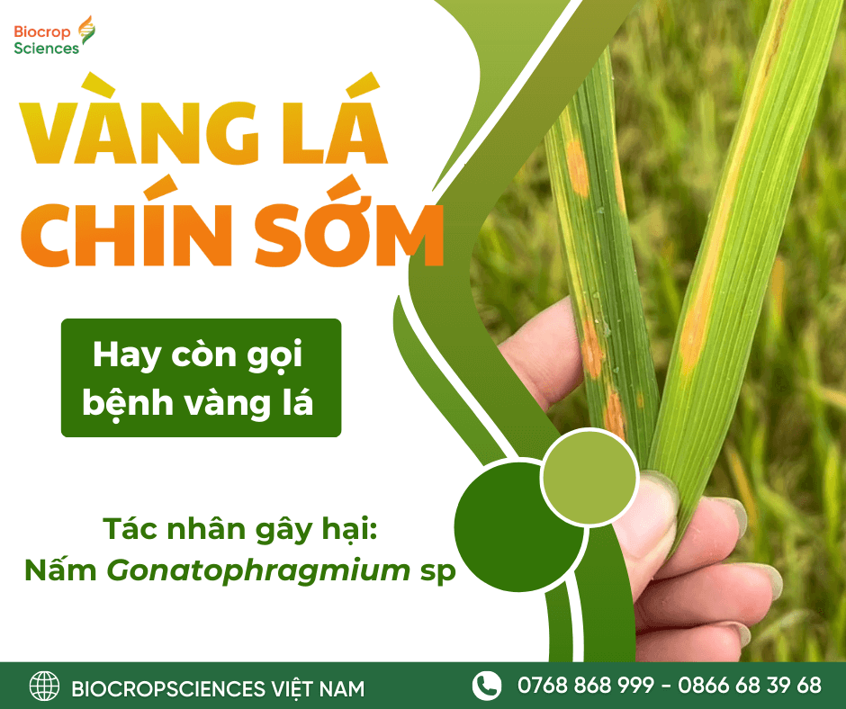 VÀNG LÁ CHÍN SỚM