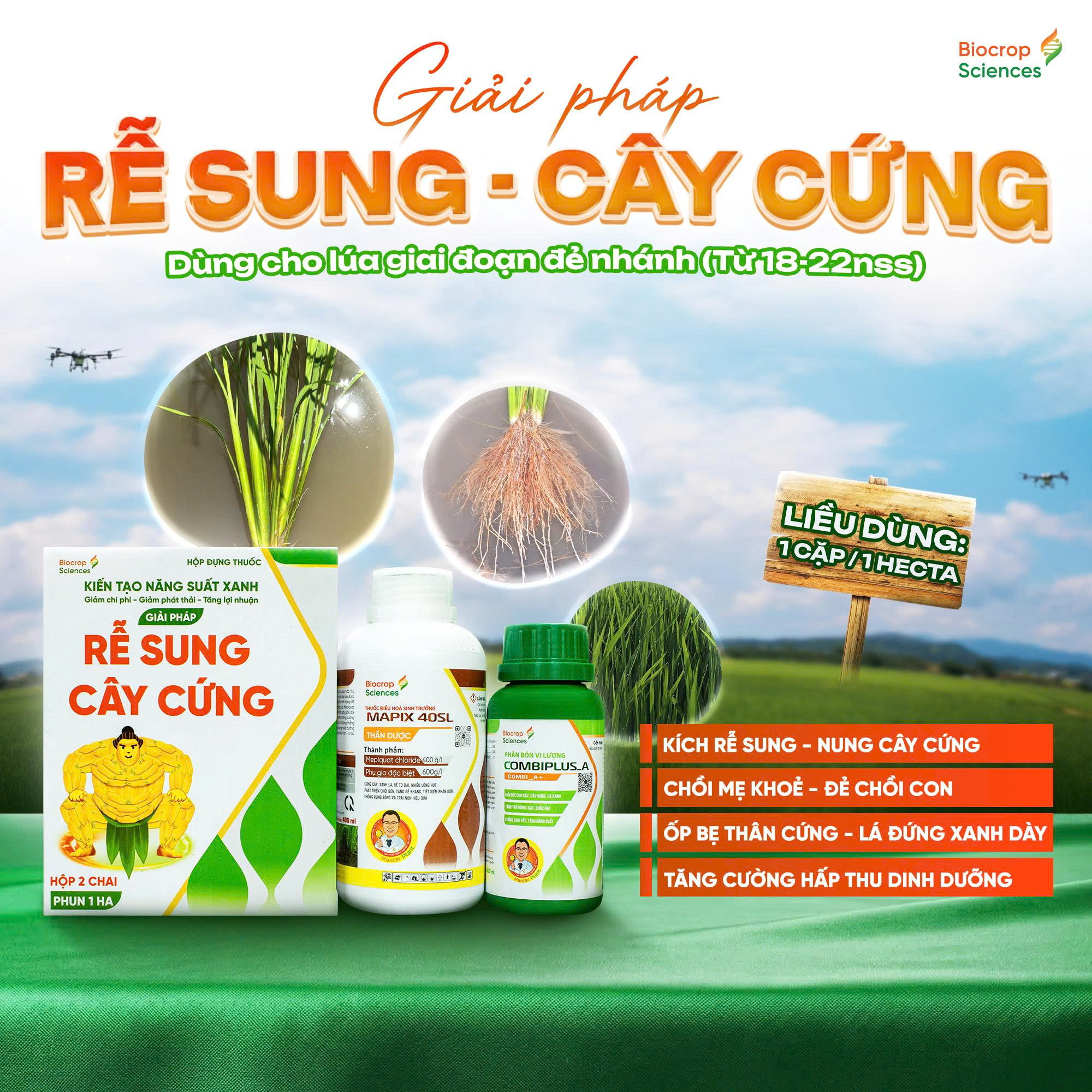 Công dụng của GIẢI PHÁP RỄ SUNG - CÂY CỨNG