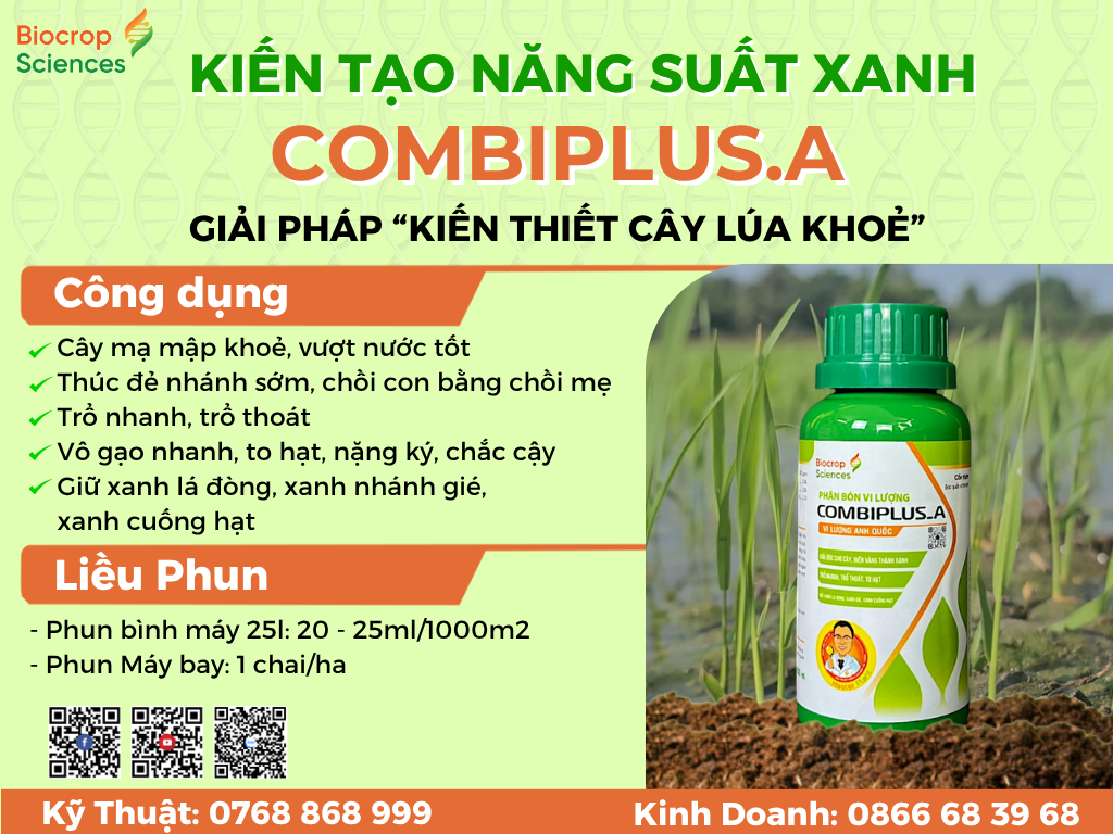 Công dụng của Combiplus.A