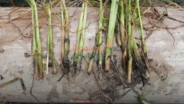 A group of green plants on a wood surface

AI-generated content may be incorrect.