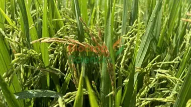 A close up of a plant

AI-generated content may be incorrect.