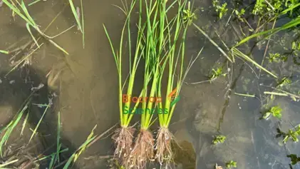 A group of plants in water

AI-generated content may be incorrect.