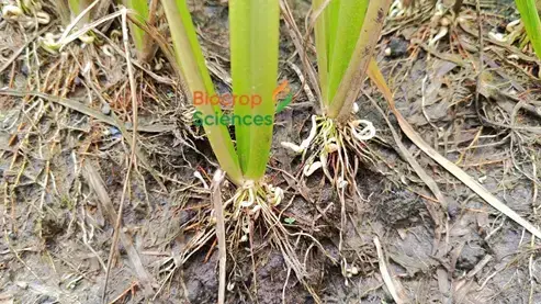 Close up of a plant with roots

AI-generated content may be incorrect.