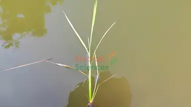 A plant growing in the water

AI-generated content may be incorrect.