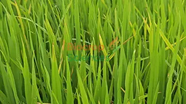 A close up of grass

AI-generated content may be incorrect.