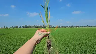 A hand holding a plant in a field

AI-generated content may be incorrect.