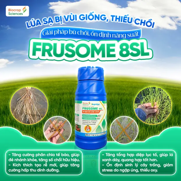 LÚA SẠ BỊ VÙI GIỐNG, THIẾU CHỒI - GIẢI PHÁP BÙ CHỒI, ỔN ĐỊNH NĂNG SUẤT