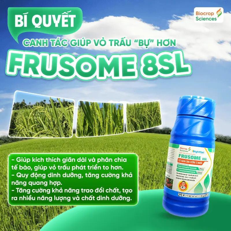 FRUSOME 8SL - BÍ QUYẾT CANH TÁC GIÚP VỎ TRẤU “BỰ” HƠN