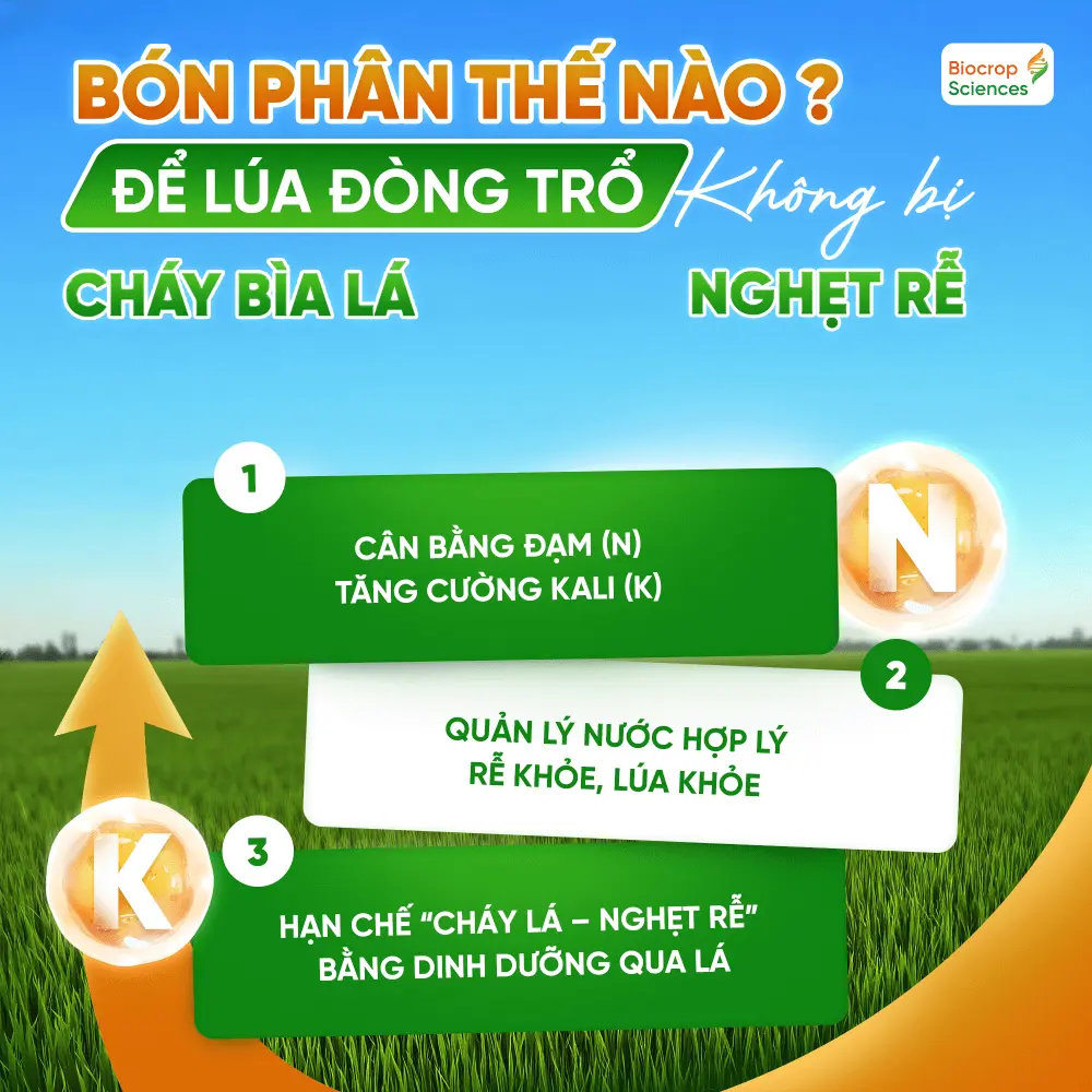 BÓN PHÂN THẾ NÀO ĐỂ LÚA ĐÒNG TRỔ KHÔNG BỊ "CHÁY BÌA LÁ - NGHẸT RỄ"?