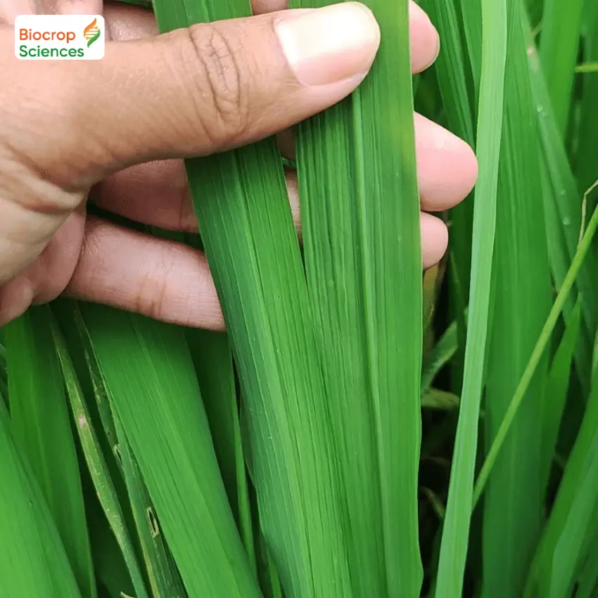 Tăng cường Kali v&agrave; c&acirc;n bằng đạm