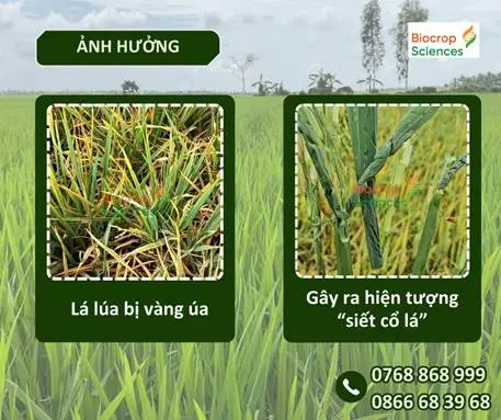 A green field with green plants

Description automatically generated with medium confidence
