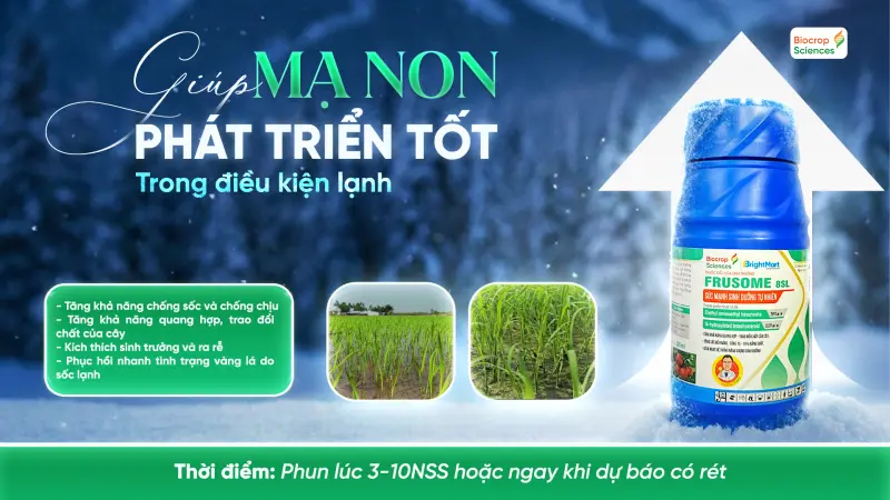 Frusome 8SL - Sức mạnh sinh trưởng tự nhi&ecirc;n l&agrave; l&agrave; giải ph&aacute;p chống sốc v&agrave; tăng sức đề kh&aacute;ng cho l&uacute;a trong thời tiết lạnh