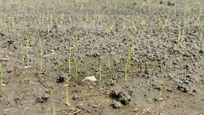 Để ph&aacute;t triển tốt, c&acirc;y mạ cần duy tr&igrave; c&aacute;c hoạt động quang hợp, h&ocirc; hấp, vận chuyển dinh dưỡng v&agrave; tổng hợp c&aacute;c chất hữu cơ