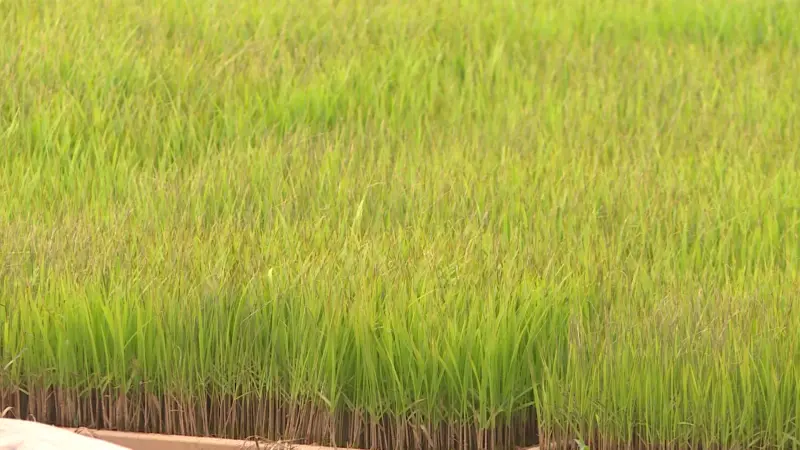 Mạ non bị ảnh hưởng, ph&aacute;t triển k&eacute;m, v&agrave;ng l&aacute;