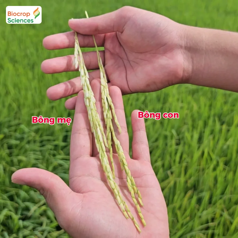 So s&aacute;nh b&ocirc;ng con b&ocirc;ng mẹ