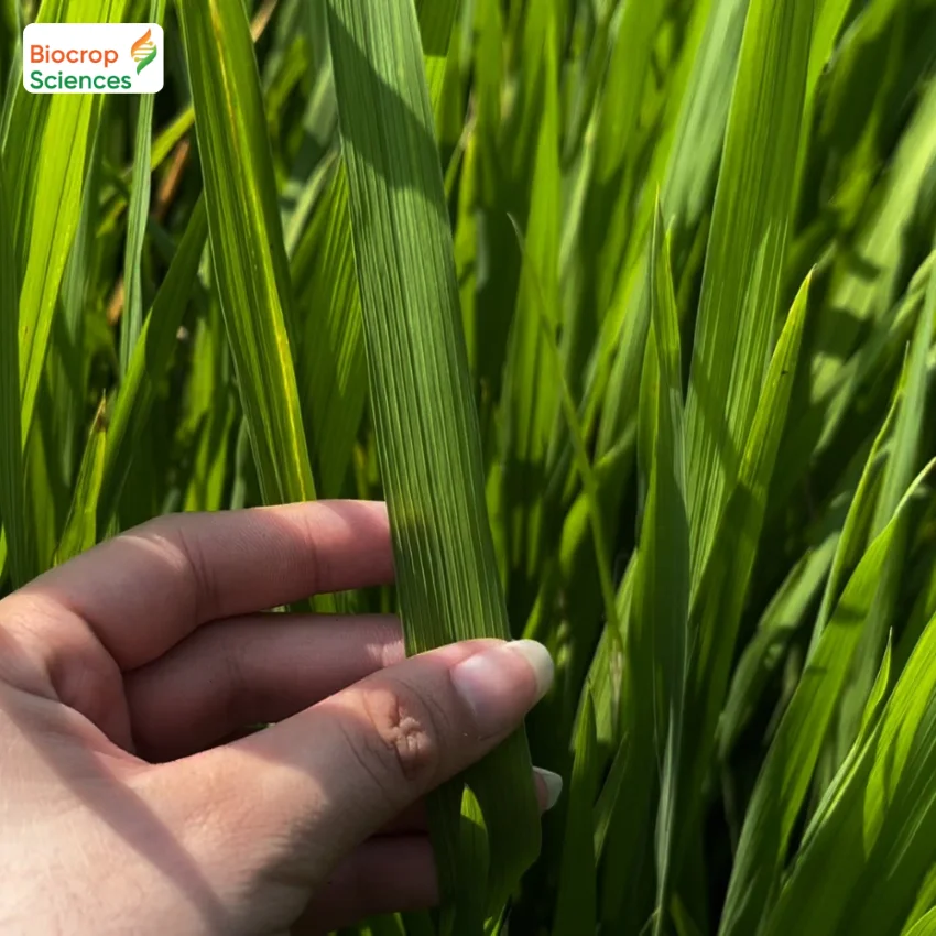 Xanh d&agrave;y l&aacute;