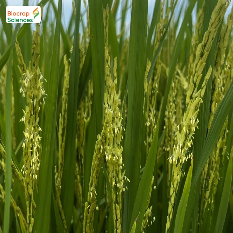 Tăng cường sức mạnh sinh dưỡng tự nhi&ecirc;n