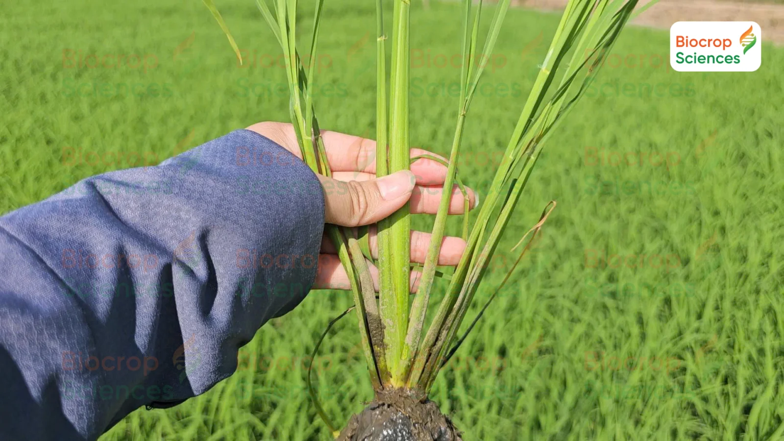 Số chồi hữu hiệu l&agrave; yếu tố quyết định năng suất l&uacute;a