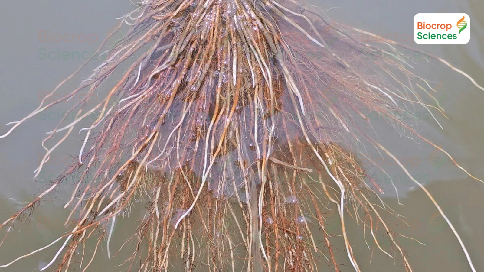 Bộ rễ khỏe mạnh, nhiều l&ocirc;ng h&uacute;t c&oacute; vai tr&ograve; cực k&igrave; quan trọng