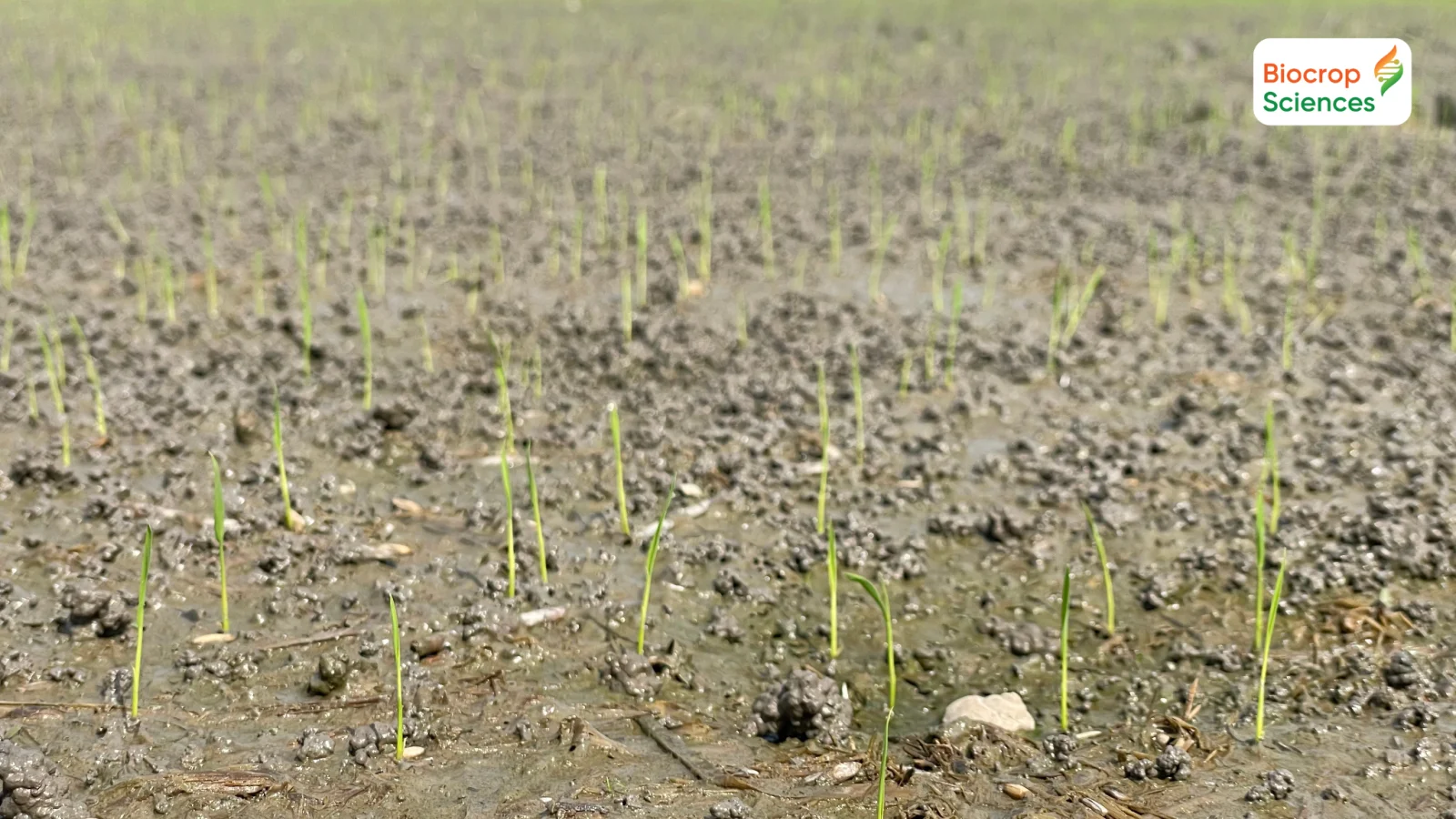 Mật độ gieo sạ hợp l&yacute; g&oacute;p phần đảm bảo số lượng chồi hữu hiệu tr&ecirc;n một đơn vị diện t&iacute;ch