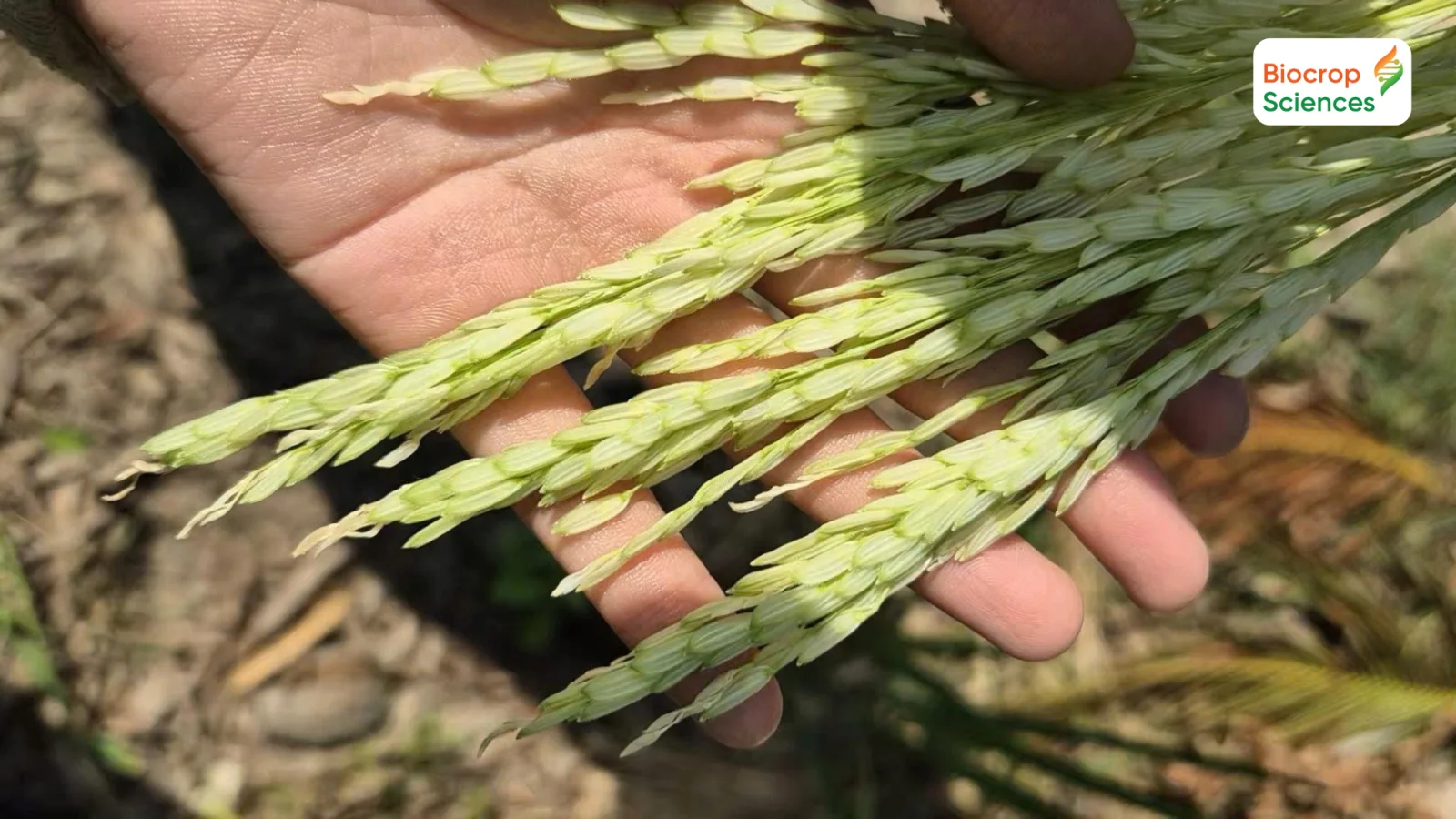 Tăng số lượng hạt tr&ecirc;n mỗi b&ocirc;ng, tối ưu giai đoạn l&agrave;m đ&ograve;ng đến trổ