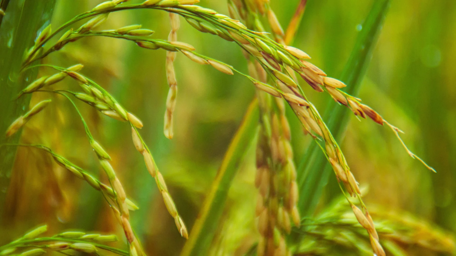 Tăng tỉ lệ hạt chắc v&agrave; trọng lượng hạt