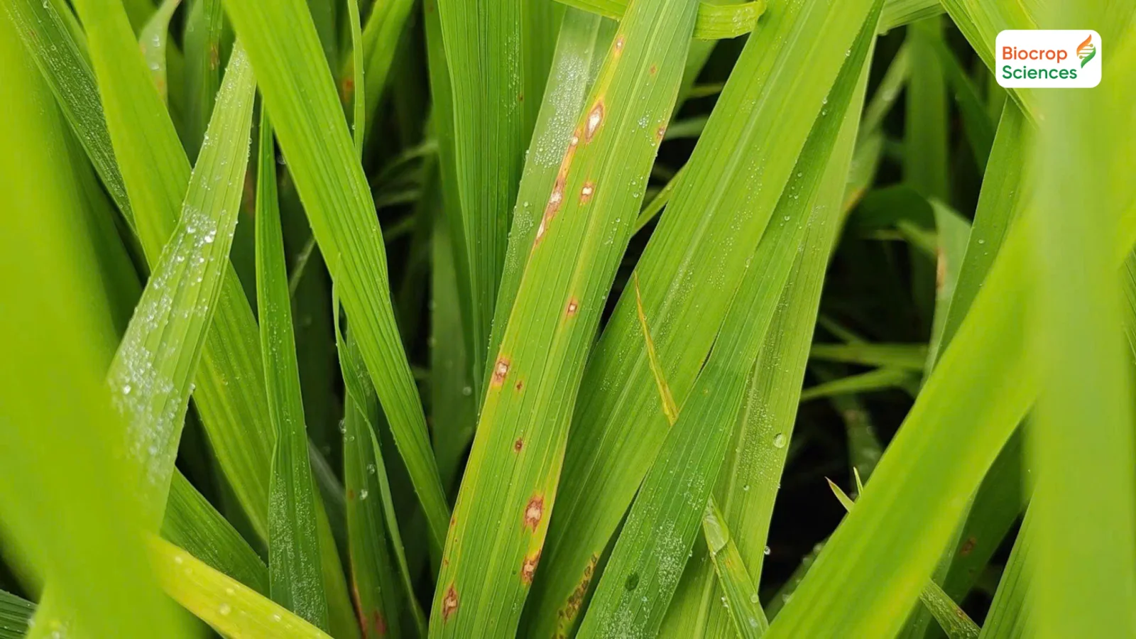 Lưu &yacute; c&aacute;c bệnh hại trong giai đoạn l&agrave;m đ&ograve;ng