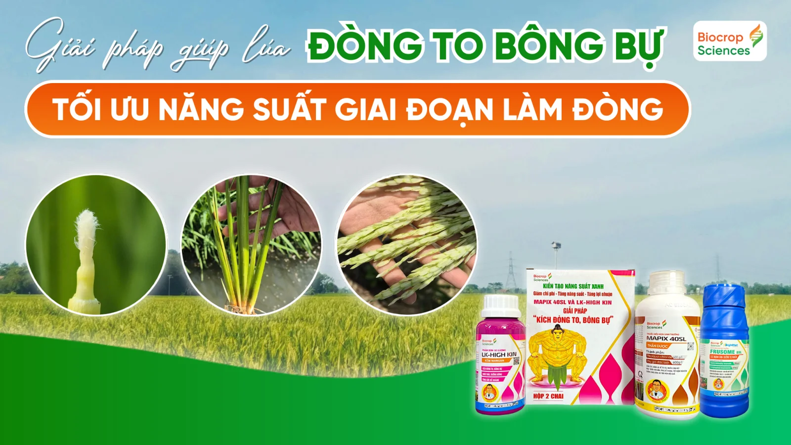 Giải ph&aacute;p tối ưu năng suất l&uacute;a giai đoạn l&agrave;m đ&ograve;ng