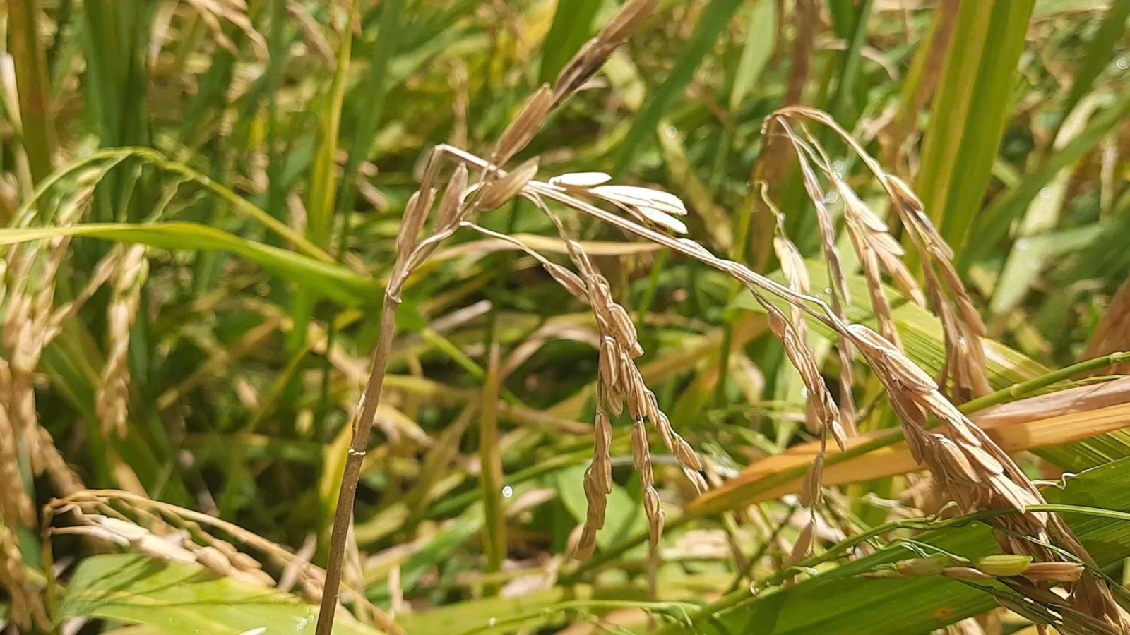 Bệnh đạo &ocirc;n nh&aacute;nh gi&eacute;