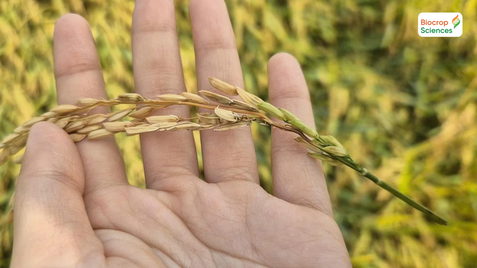 L&uacute;a bị bệnh đạo &ocirc;n