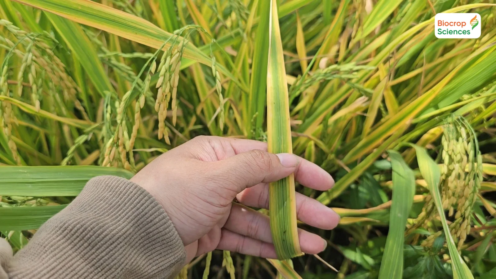 Hiện tượng stress ở c&acirc;y l&uacute;a v&agrave; biện ph&aacute;p quản l&yacute; hiệu quả