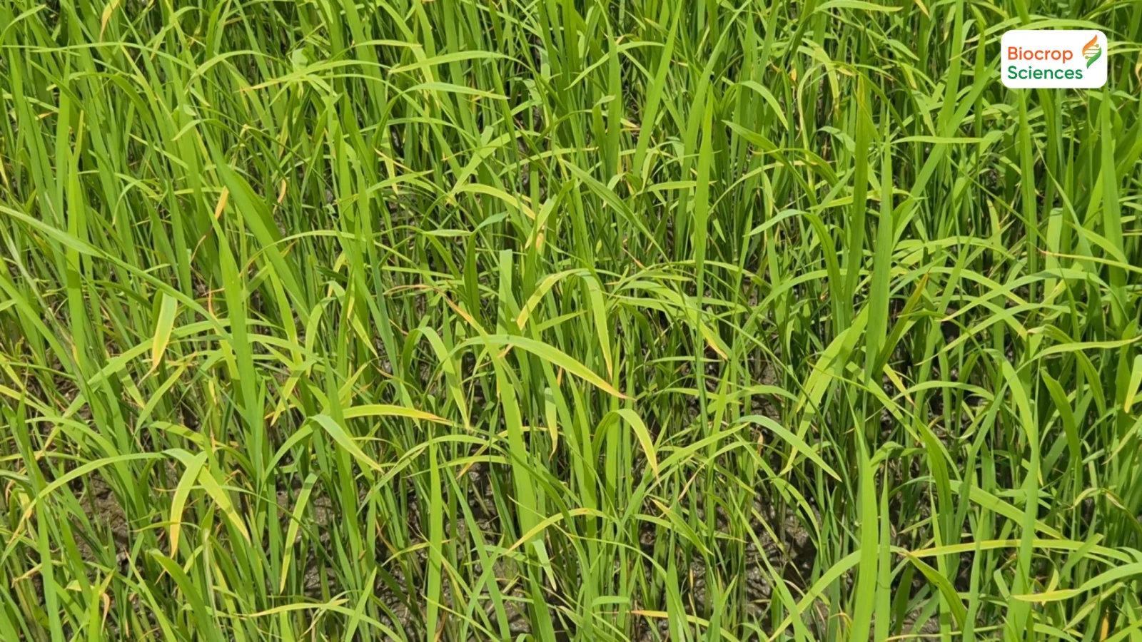 Hiện tượng stress ở c&acirc;y l&uacute;a v&agrave; biện ph&aacute;p quản l&yacute; hiệu quả