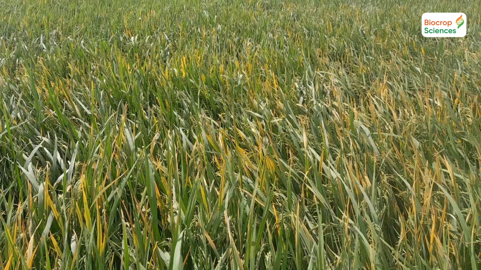 Hiện tượng stress ở c&acirc;y l&uacute;a v&agrave; biện ph&aacute;p quản l&yacute; hiệu quả