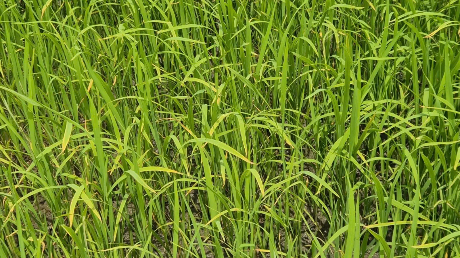 V&agrave;ng l&aacute; sinh l&yacute; tr&ecirc;n l&uacute;a