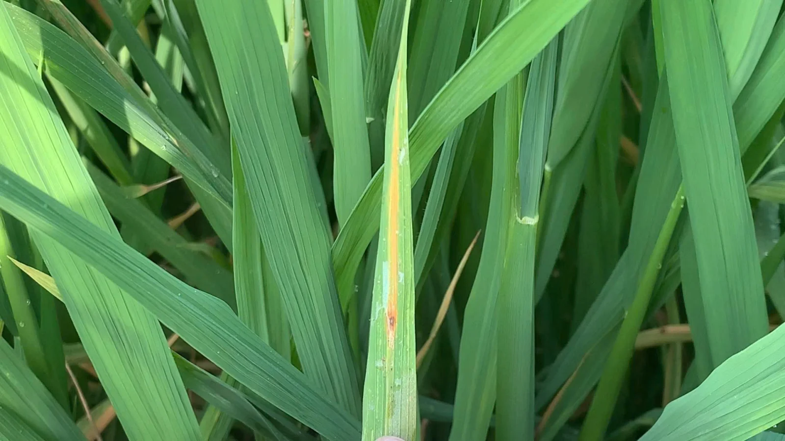 V&agrave;ng l&aacute; ch&iacute;n sớm do nấm Gonatophragmium sp.