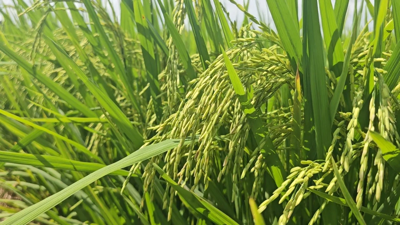 Giữ l&aacute; đ&ograve;ng xanh bền gi&uacute;p dinh dưỡng được vận chuyển li&ecirc;n tục, hạt chắc tới cậy