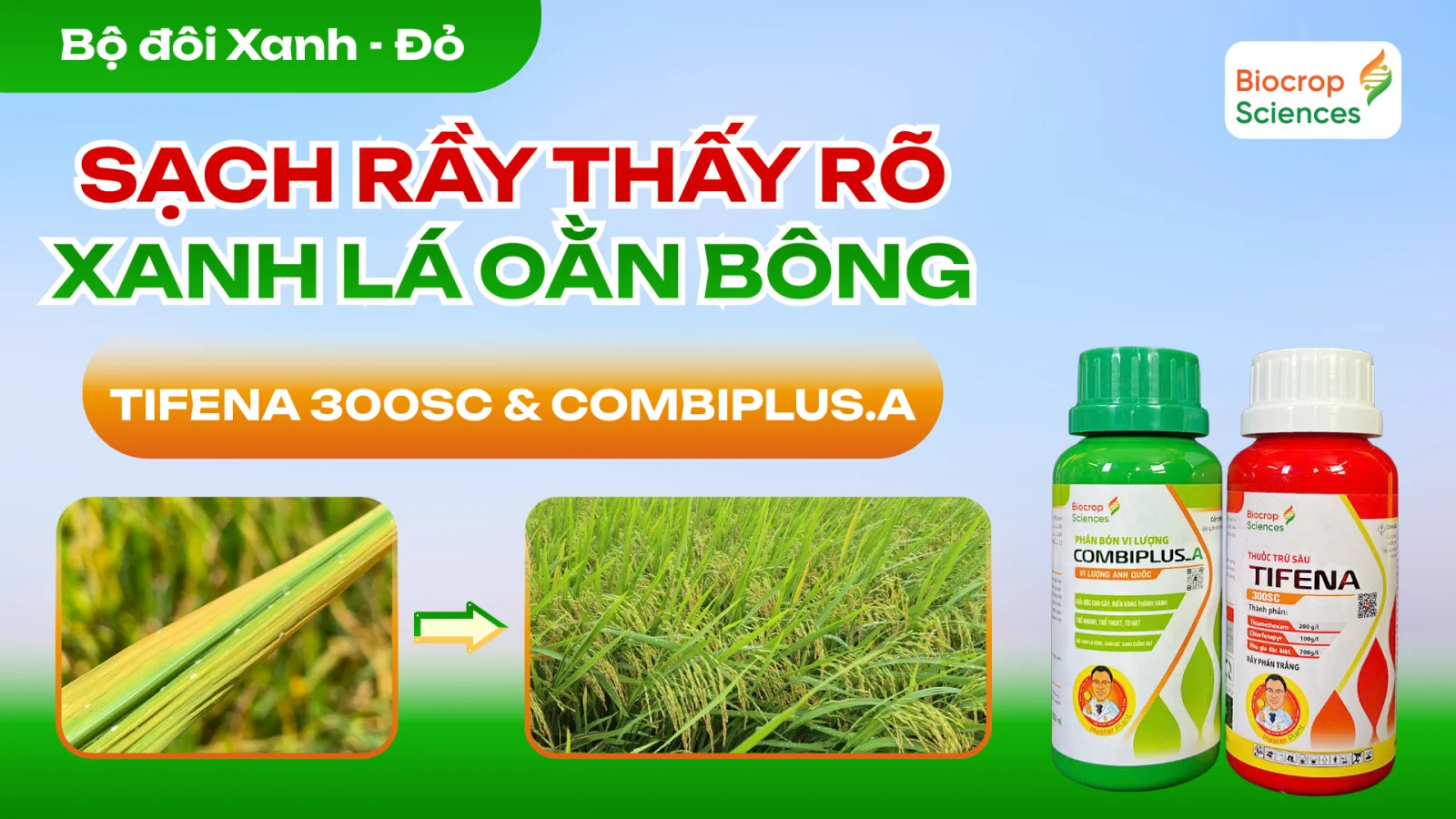Ảnh. Bộ đ&ocirc;i Tifena 300SC v&agrave; Combiplus.A gi&uacute;p diệt sạch rầy phấn trắng
