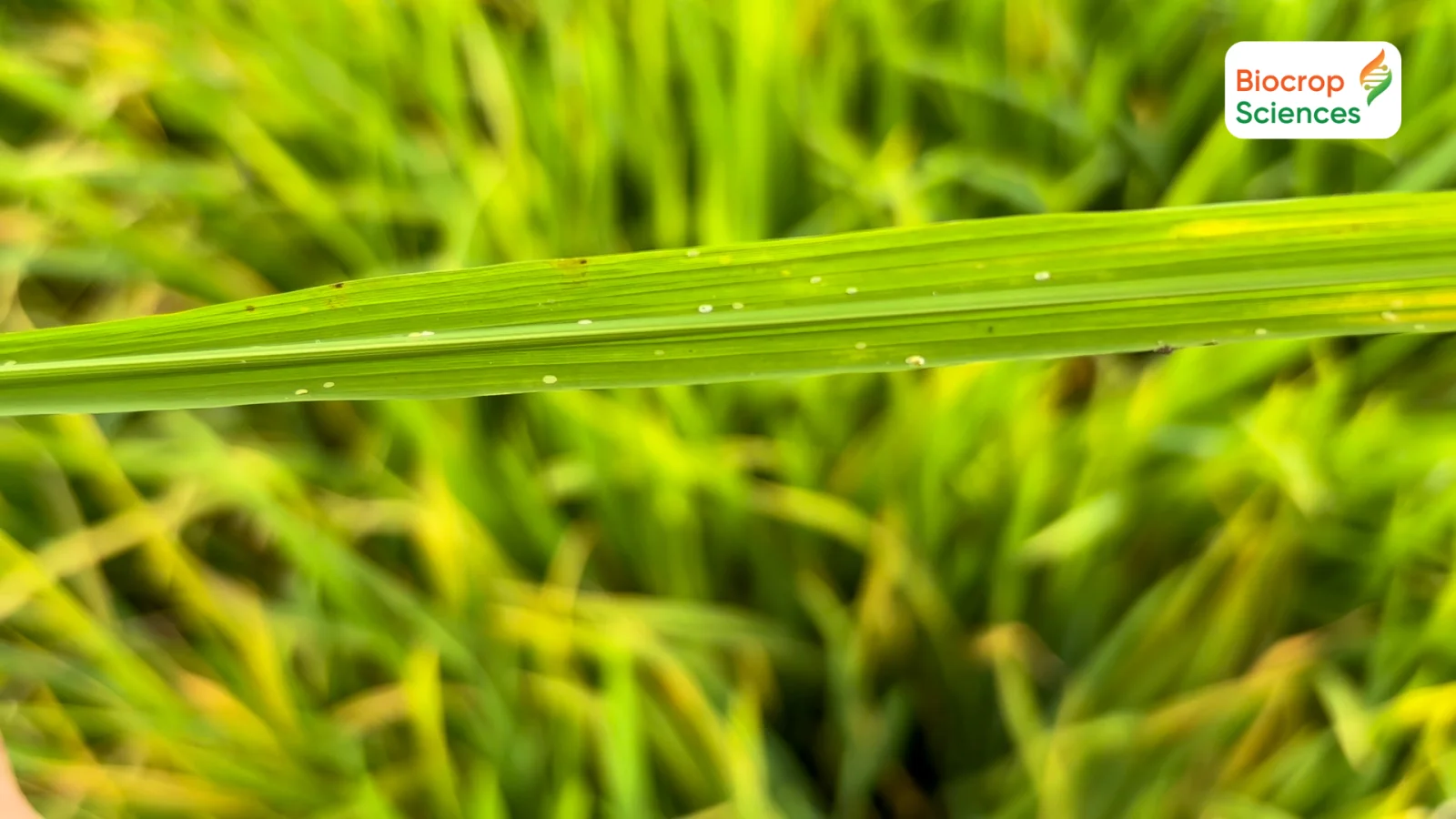 Ảnh 1. Rầy phấn trắng tr&ecirc;n l&uacute;a