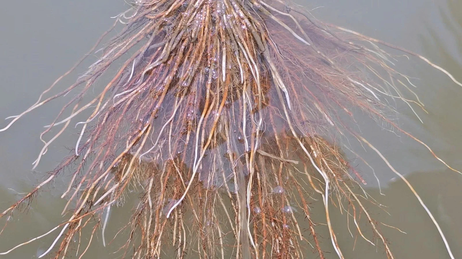 Ảnh. Bộ rễ khỏe gi&uacute;p l&uacute;a hấp thu dinh dưỡng hiệu quả