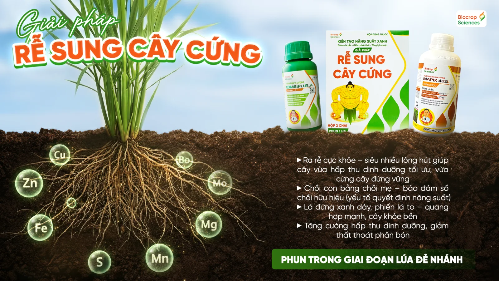Giải ph&aacute;p Rễ Sung C&acirc;y Cứng với hoạt chất Mepiquat Chloride v&agrave; trung vi lượng gi&uacute;p c&acirc;y l&uacute;a tối ưu dinh dưỡng giai đoạn đẻ nh&aacute;nh